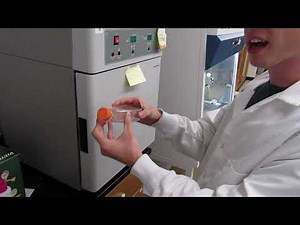 MSU Cell Biology (BIO320) - Cell Culture Tips for Trypsin Incubation (Video 4)