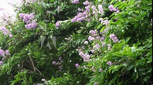 Slow motion speed closeup scene of strong wind shaking tree branch with leaf and petal of flower scattered in the air, storm before rain in rainy season, chaotic movement in nature. Stock Video