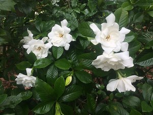 The Grumpy Gardener Answers Your Top Gardenia Growing Questions