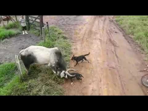 Dog vs Cow fight Angry Dogs
