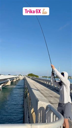 Florida Keys catching keeper Mangrove Snappers