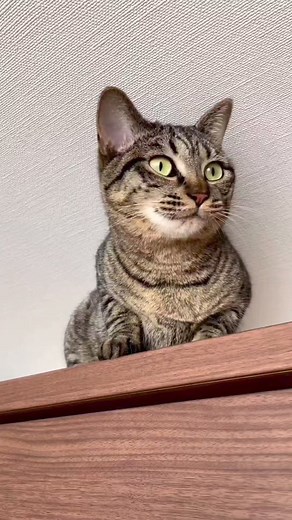 18K views · 1.1K reactions | Does your cat do this strange things? . . . . Follow for more - @ask_my_cats . . . . . #cats #catsofinstagram #catscatscats #instacat #catgram #pets #petsofinstagram #petsofig #ragdollcat #ragdollkitten #petsagram #kittens #kittenlife #catlife #daily #happycat #fluffycat #blueeyes #kittensofinstagram #cutecat #catlife #catoftheday #garden #spring #outside #loveher #girlcat | Ask My Cats | Facebook