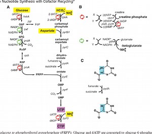 De-Novo Biosynthesis of Pyrimidine Nucleotides and MCQs GPAT, NEET UPSC, Pharmacist, CSIR NET and Nursing Exam - Gpatindia: Pharmacy Jobs, Admissions, Scholarships, Conference,Grants, Exam Alerts