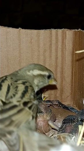 Sparrow babies are very beautiful (p 2) #shorts