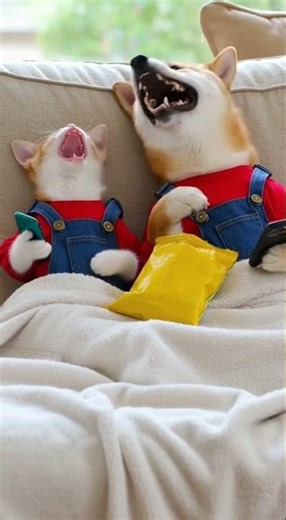 3J Ep. 4 | John & Jeffry Chill Night! 📱🍟 | Laughing Nonstop #funnyanimals #petcomedy