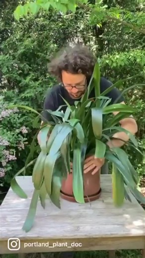 Repotting Clivia: Reviving a Rootbound Plant