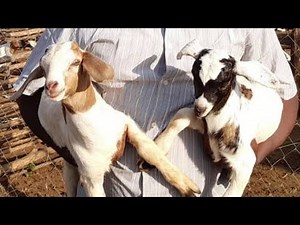 How to spray goats the right way and ensure your goats are healthy and prevent recurrent pests -2023