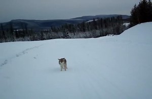 Man repels coyote attack.