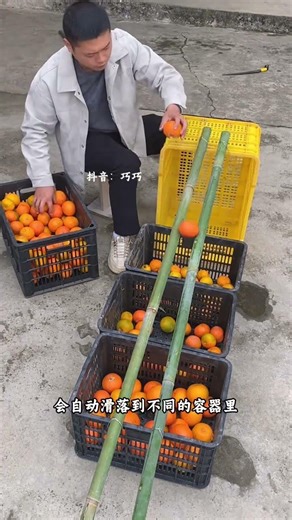 Divide Fruits Like a Pro with Bamboo