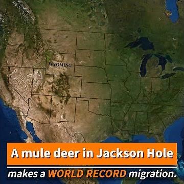 Deer 255 Repeats Her World Record Long-distance Migration: From the Tetons to the Red Desert