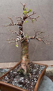 Olmo chino, ulmus Parvifolia, trasplante. | Homar Alamilla