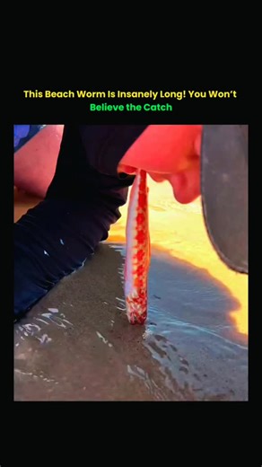 information | Science | technology on Instagram: "This beach worm is insanely long—and seeing it pulled from the sand feels unreal. What looks like a harmless ripple on the shoreline suddenly turns into meters of living muscle sliding free from its burrow. Beach worms hide deep beneath wet sand, sensing vibrations from waves and footsteps. The moment prey approaches, they strike fast, latching on with surprising strength. Catching one isn’t luck—it’s timing, patience, and knowing exactly how the