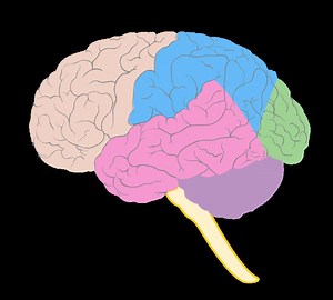 Temporal lobe epilepsy - Alchetron, The Free Social Encyclopedia