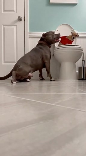 Funny dog moment. #chihuahua #rottweiler #USAanimals #usreels #animallover #brunoandprincess #funnypets #OpticalIllusionRug #PetComedy #viralpets #PetReactions #princessthechihuahua #PetFamily #CuteAndFunny | Chihuahua N’ Pitbull