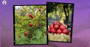 Árbol de granadas: ¿cómo y dónde sembrarlo para tener muchos frutos?