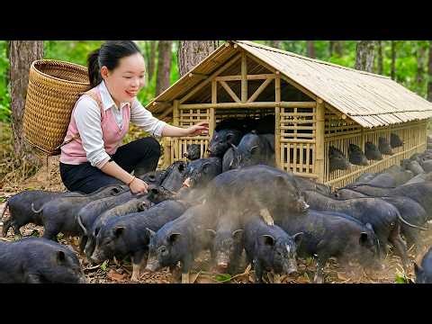 From Bamboo Forest to Farm| Building a Pig Home and Handmade Bamboo Trellis with Huong