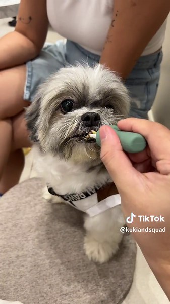 Newest Pet Cafe in QC 🐶 - Pet-Friendly Cafe with Dogs and Cats