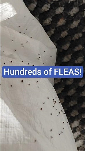 EXTREME FLEA INFESTATION!
