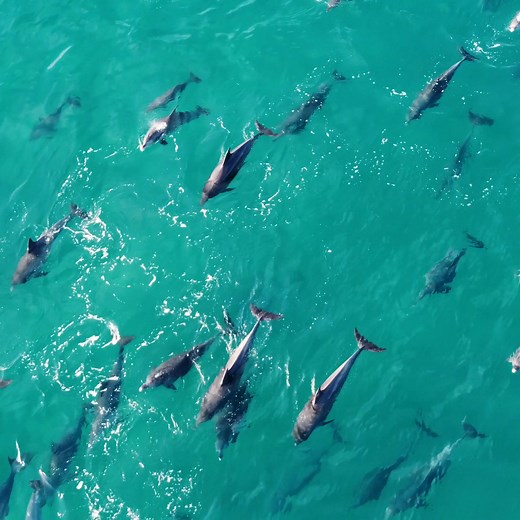 The Great Barrier Reef is fighting for life and we are fighting for her future. Join the world's largest coral reef community today and help build the resilience of our most precious marine ecosystems. | Great Barrier Reef Foundation