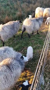 11K views · 529 reactions | Morning checks, babies let out and the boys all ringed as we don't need any more rams! It's better for the flock as no risk of incestuous or underage pregnancies and reduces risk of infighting between boys! | The Weaving Shed | Facebook