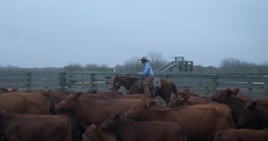 One week until this year’s Return to the Remuda Sale, held at 6666 Ranch This fine gelding has been a top-notch ranch horse for cowboy Lonnie Espinosa. A near-perfect handle, impressive instincts, and years of ranch work experience make this horse a serious talent, especially with roping & ranch rodeo needs. MARSALAS LAKER (Marsala Red x Bandida Noguera Doc x Laker Doc) 2018 Sorrel Gelding Hip 70 September 27-28 @ 6666 Ranch, Guthrie TX | King Ranch Quarter Horses