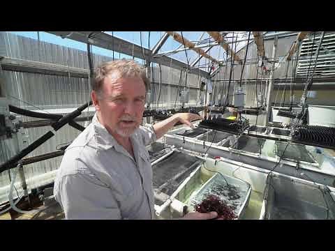 Aquaculture: Dulse Seaweed