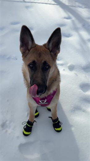 #germanshepherd #dog #puppy #dogsoftiktok #pastoraleman