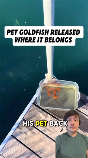 That goldfish was almost free! So close! Remember to share this post with everyone you know! Drop a comment! Never let your line snap again! Check out the best fishing line ever made with this link! > https://www.tiktok.com/t/ZTHgMpdPjk94p-Ei6yb/ #catch #fishing #fishingtrip #fishinglure #fishingislife #hooked #hook #fish #fishhook #fisherman #saltlife #fishingmoments #fail #fails #fishingfail #fishingfails #shark #sharks #funny #funnyfishing #funnymoment #funnymoments | Reel Adventures