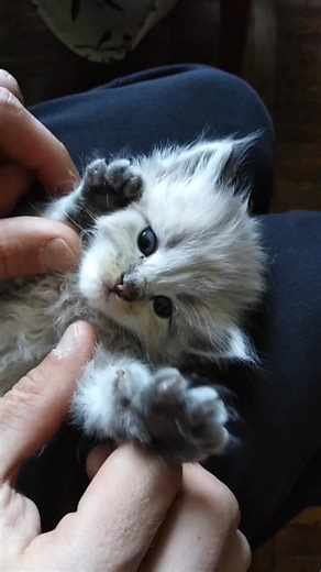 1.2K views · 23 reactions | Your cat’s slow blink is one of their strongest signs of trust. That soft blink is their way of telling you they feel safe with you. Tap like and follow for daily pet facts. #CatFacts #CatBehavior #SlowBlink #CatLove #CatParents #FelineFacts #PetCare #EmotionalPets | Lovemypets | Facebook