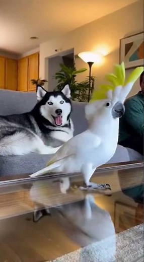 Hilarious Parrot Dance Show That Will Brighten Your Day