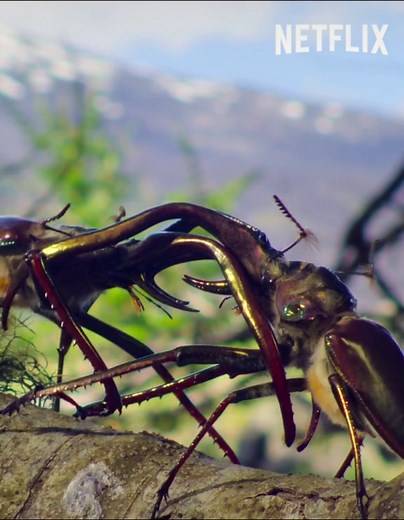 Our Great National Parks: A Tale of Love and Evolution