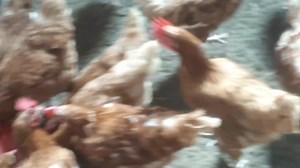 14K views · 1.2K reactions | The newbies learning from their teachers how to chicken so that they can teach their sisters when they arrive on mass next weekend. | Let The Ladies Go | Facebook