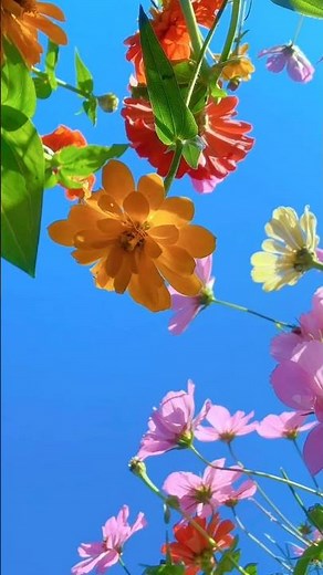 Beautiful Flowers Blooming 4K | Relaxing Nature Video | Peaceful Floral Scenery for Mind Relaxation