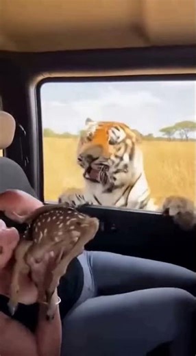 Deer Hands Baby to Human to Save it from Tiger! 😱 #Shorts