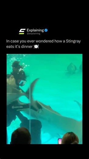 Explaining on Instagram: "Stingrays eat by sucking food into their mouths, which are located on the underside of their bodies. They use their flat, plate-like teeth to crush prey like clams, shrimp, and small fish. Many stingrays hunt by burying themselves in sand and ambushing prey, using their electro-sensors to detect movement even when it’s hidden. Let us know your thoughts below! • #explaining #stingray #memes #explore"