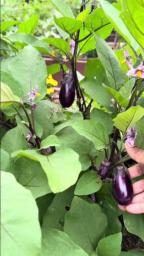 When to Harvest Eggplants for the BEST Flavor 🍆