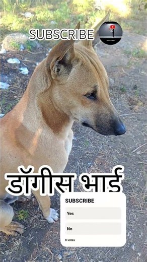 डॉगीज भाई की शादी होने वाली हैं।