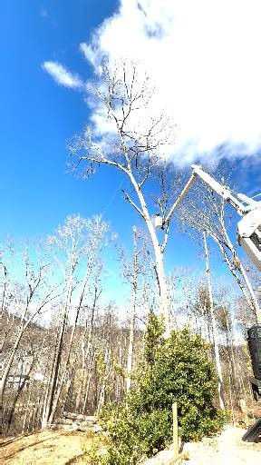 High in the lift or down on the ground — we handle the tough trees so you don’t have to!  [CALL FOR A FREE ESTIMATE ⤵️] (501) 604-4662 www.naturalstatetreeservice.com Licensed ▪️ Bonded ▪️ Insured Natural State Tree Service: 'A Cut Above the Rest' 漢望 #NaturalStateTreeService #ArkansasTreeMasters #RootedInQuality #FullService #TreeCare | Natural State Tree Service | Facebook