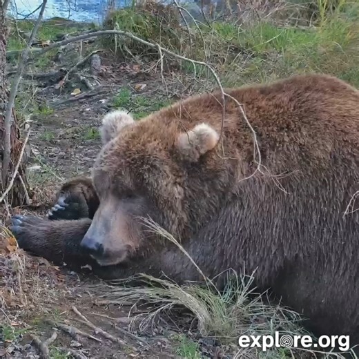 Snooze, eat, repeat. Our Bear Cam bears have earned a rest. | explore.org