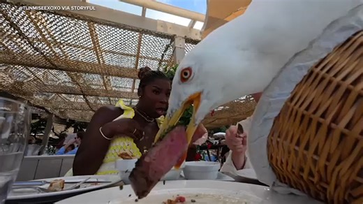 Seagull swoops in, steals a steak off couple's plate in France