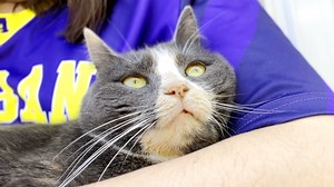 I adopted a hallucinating cat. Here's what that's like. We interviewed instagram.com/meow_its_lily_and_harley for this video produced exclusively by GeoBeats. | GeoBeats Animals