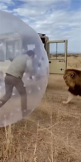 LIONS VS HUMAN BUBBLE 😱