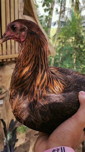 High Quality Chicken Leg Ring for Backyard Breeders