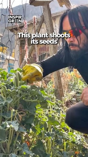 This Plant Shoots Seeds Like a Cannon!