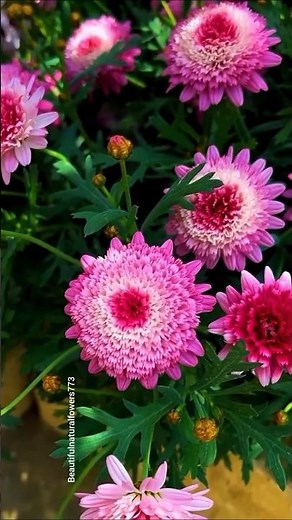 🌼 Beautiful Chrysanthemum Flowers Garden Tour 4K | Stunning Blooms"