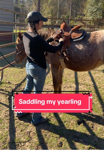 Saddling My Yearling: Equestrian Training Tips