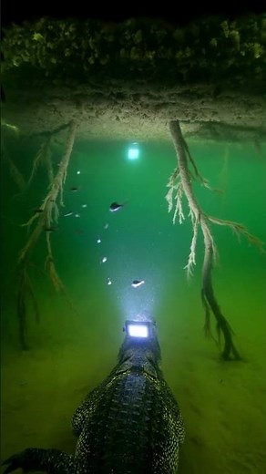 Nile Crocodile POV: Micro Camera Journey Through a Hidden River Burrow