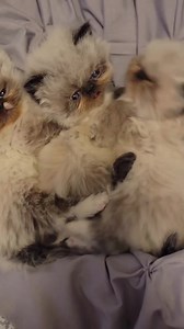 Sweet & Family-Friendly 💙 Himalayan Kittens Looking for Their Forever Homes 💙 Our beautiful Himalayan kittens are now available for adoption! These little bundles of fluff are gentle, affectionate, and love being around people. Raised in a loving home, they are well-socialized, playful, and enjoy cuddles just as much as nap time. Perfect companions for families, singles, or anyone looking to add warmth and love to their home. 📩 Message us to learn more about adoption details and availability.