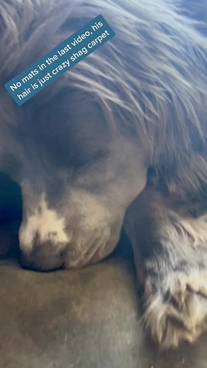 Milo the Lion Cub Gets a Haircut Without Sedation!