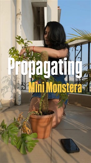 Plant Corner | How to propagate mini monstera 🌱 Step 1 - Take a healthy cutting with 2-3 nodes Step 2 - Remove the bottom leaves Step 3 - Place the... | Instagram